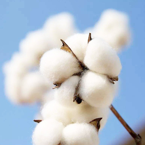 algodão / lã / fibra